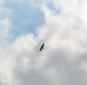 Robbie Konijn Groep 3 Pret in de wolken  pc